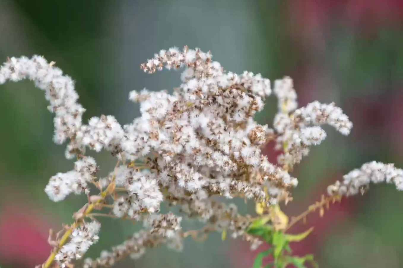 A close up macro shot of a white flower showing incredible sharpness and detail