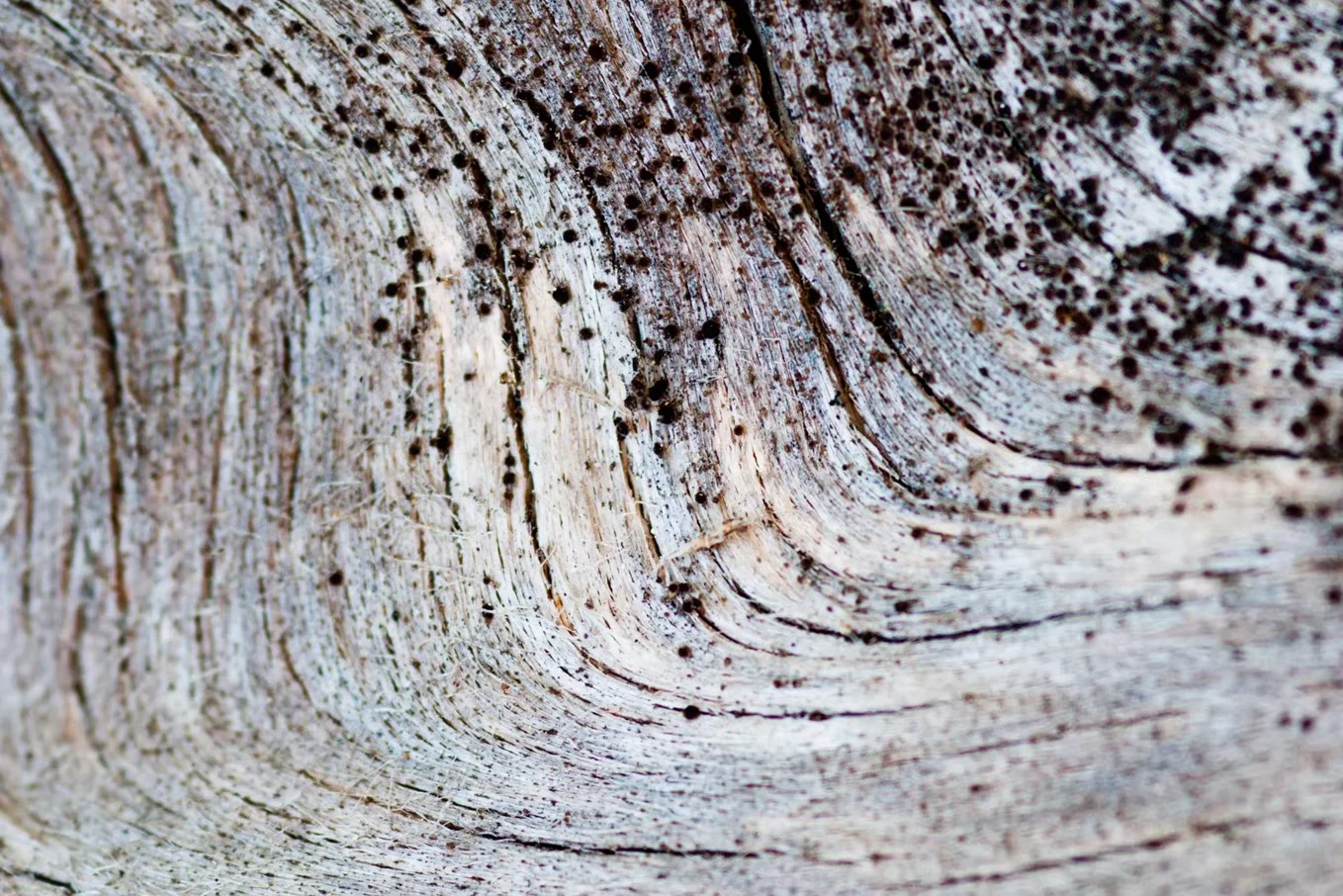 Close up macro shot of wood texture