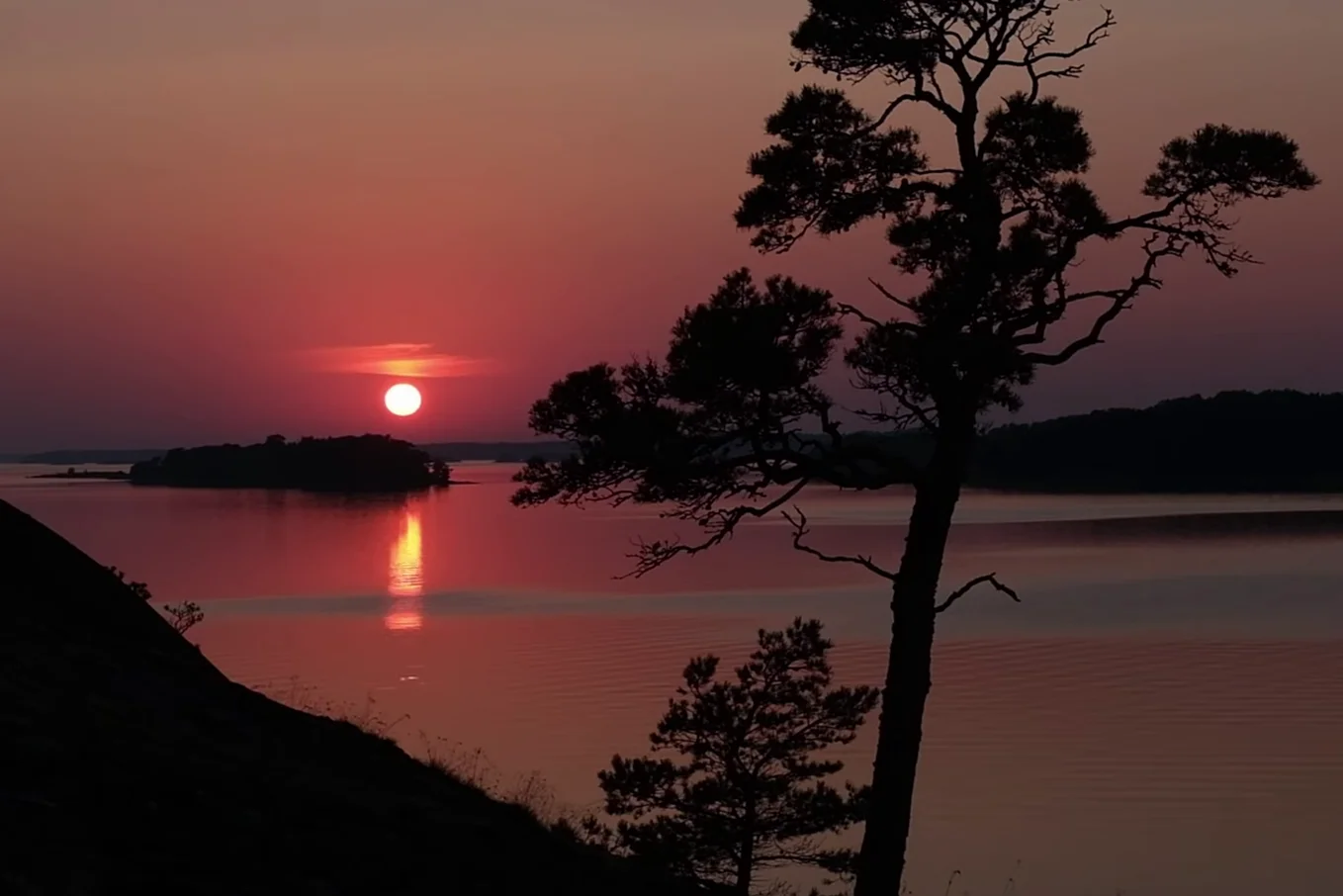 Silhouette of a tree against a sunset