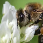 7 Harsh Realities (and Joys) of Macro Photography: A Street Photographer's Perspective