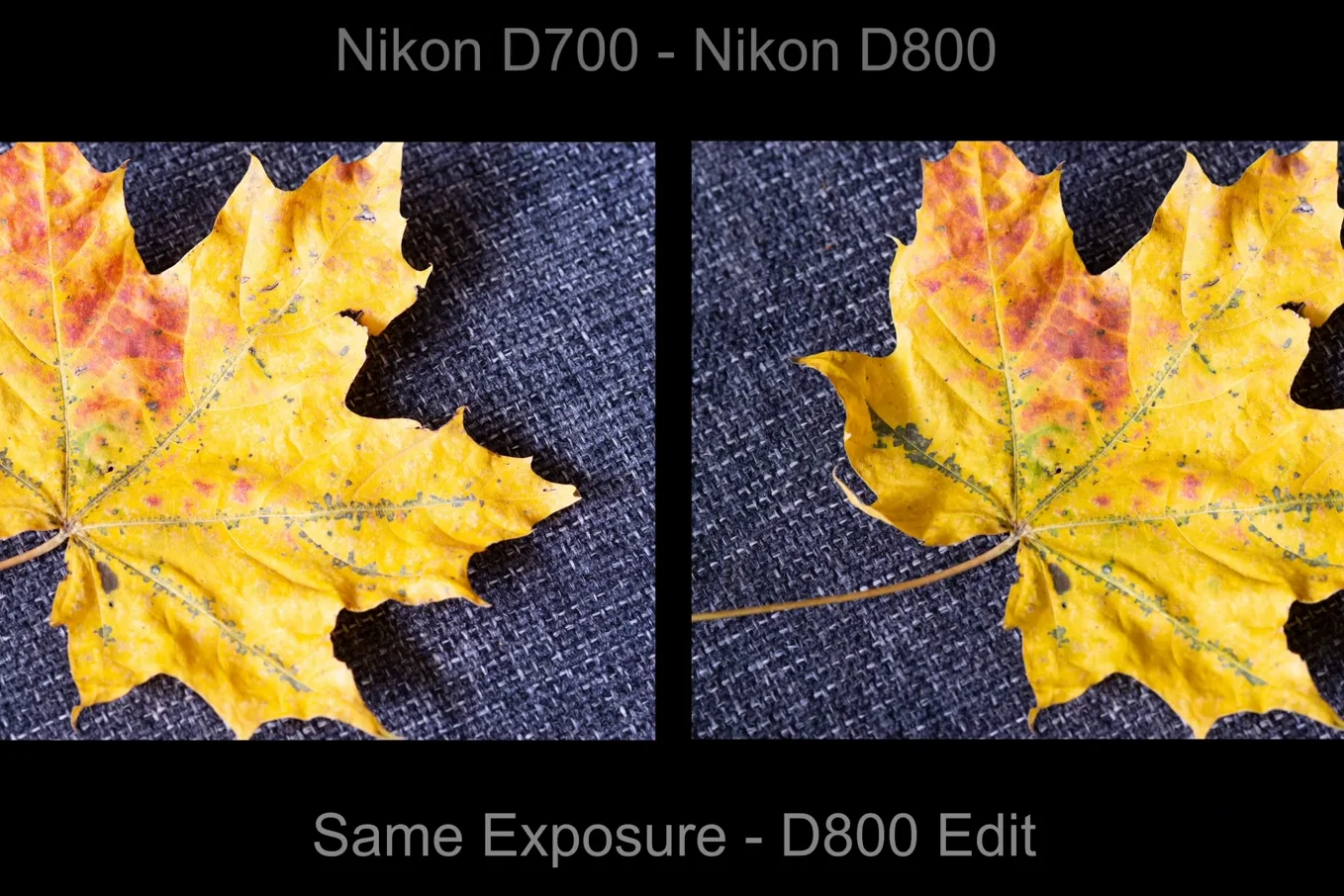 Detailed macro shot of a yellow maple leaf showing fine textures
