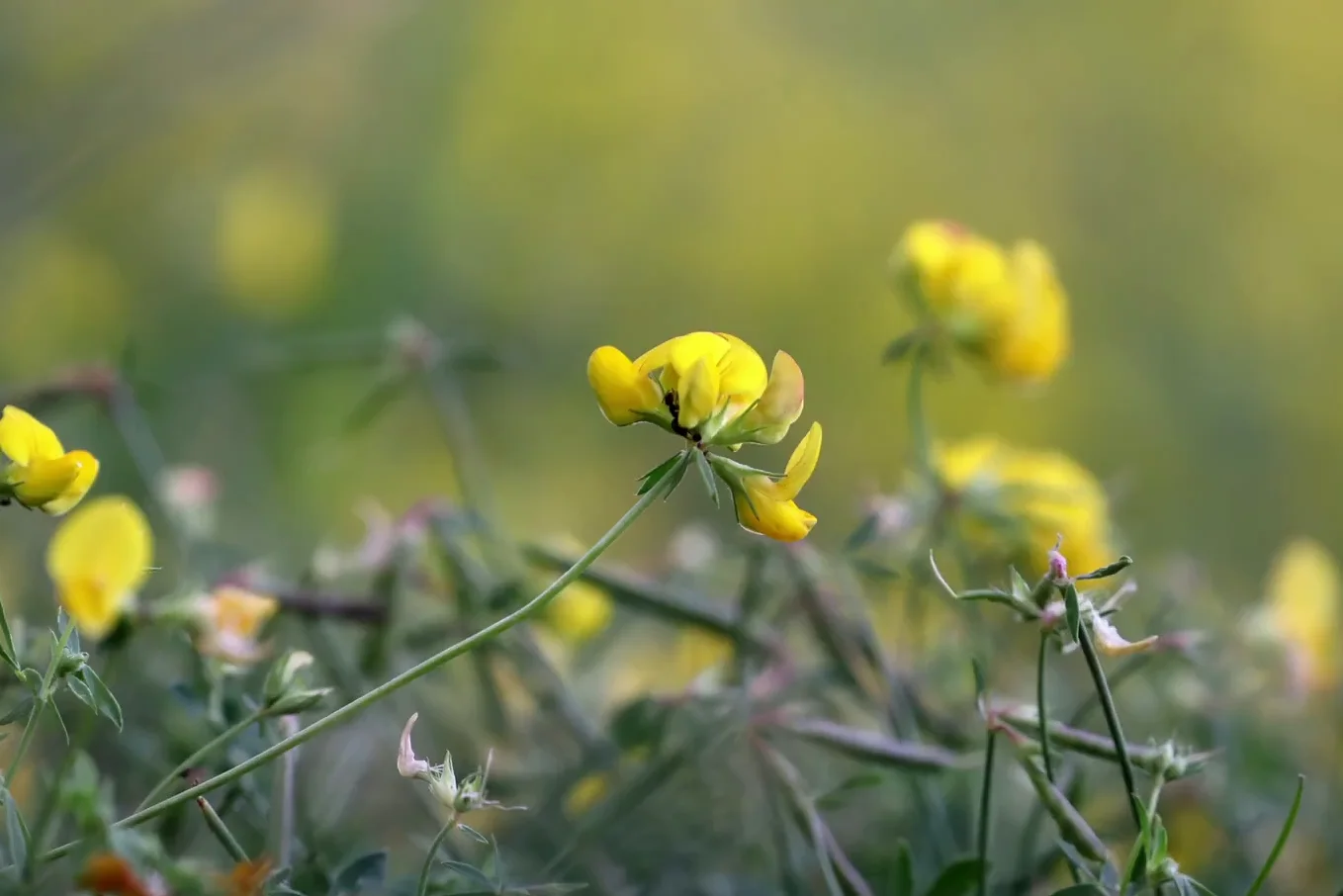 Sample macro shot of a yellow flower with blurred background